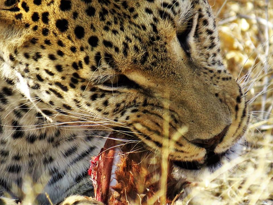 Naankuse Lodge Windhoek Esterno foto